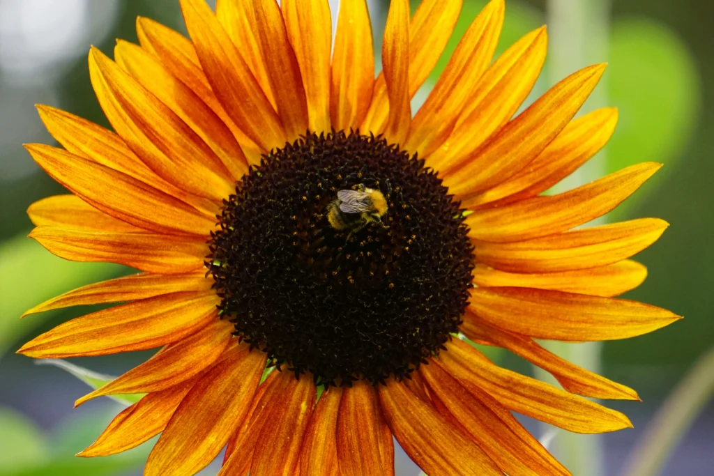 sustainable beekeeping business idea