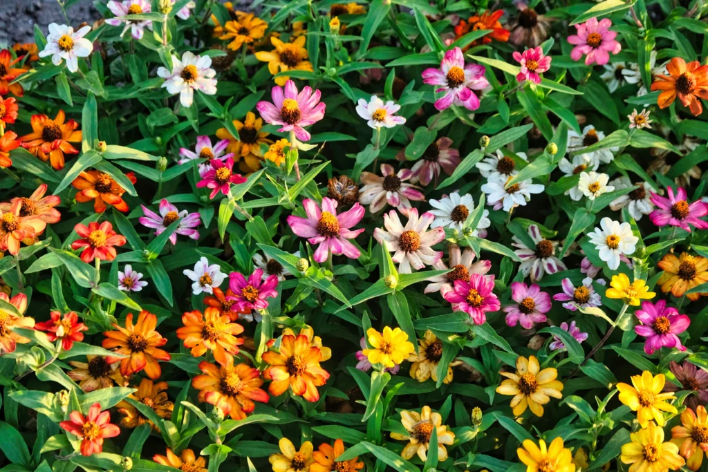 edible flower farming business