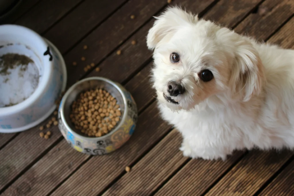 gluten-free pet treats business