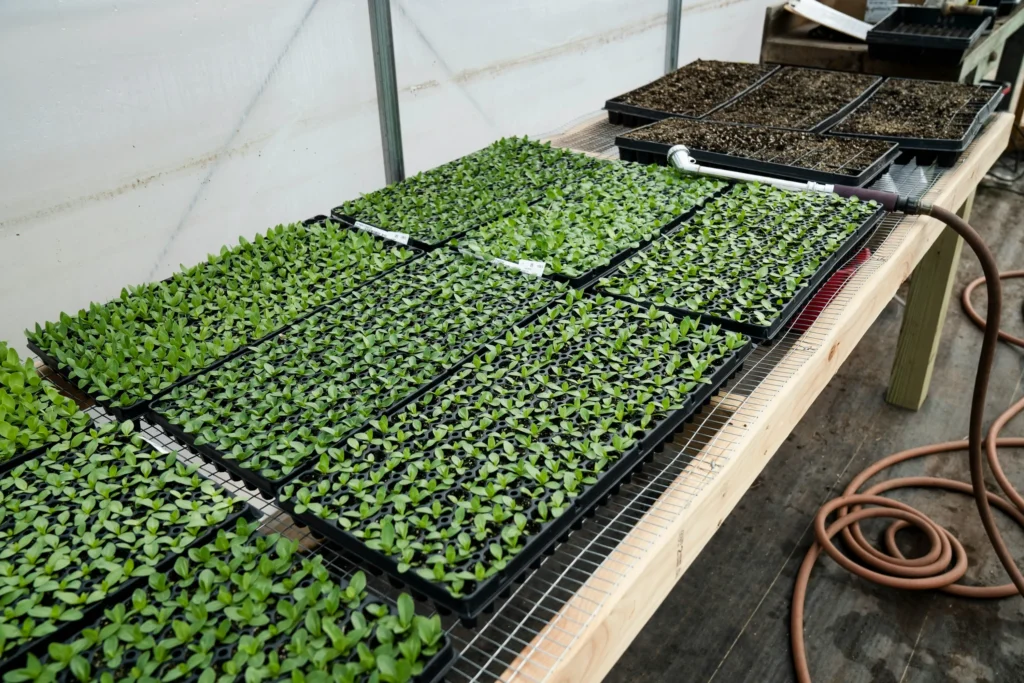 profitable organic microgreens farming idea.