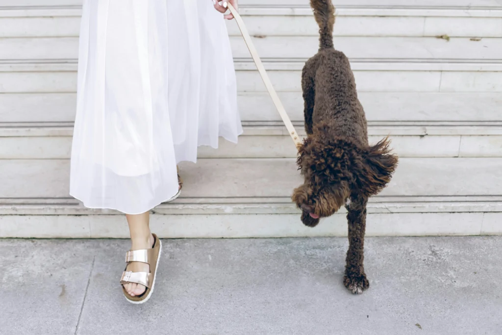 wedding pet attendant service