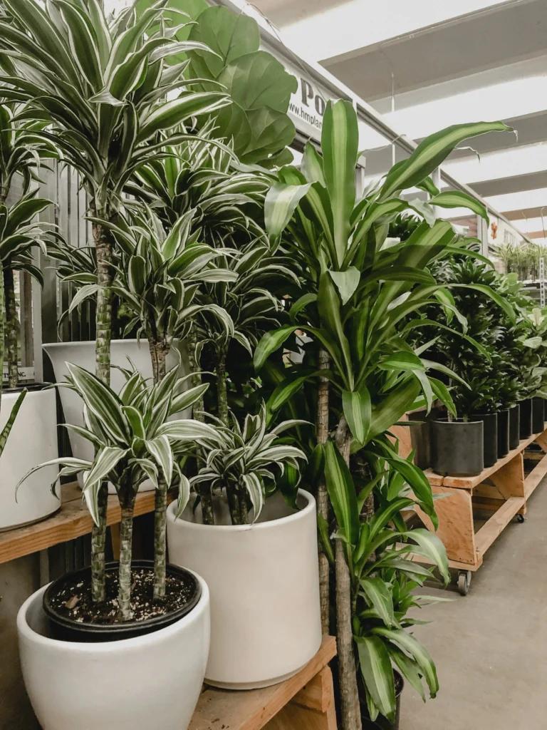 indoor plant rental business
