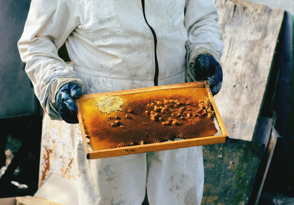 Beekeeper harvesting honey from local hives